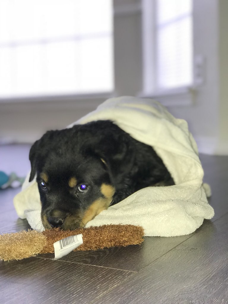 ChrisM2328's tweet photo. So Zander ran off while I was at work tonight. He was last seen around he park in Kellyville this evening. If anyone has seen him or if someone picked him up pleas call or text me at 918-810-3855 https://t.co/NGVNmehryZ