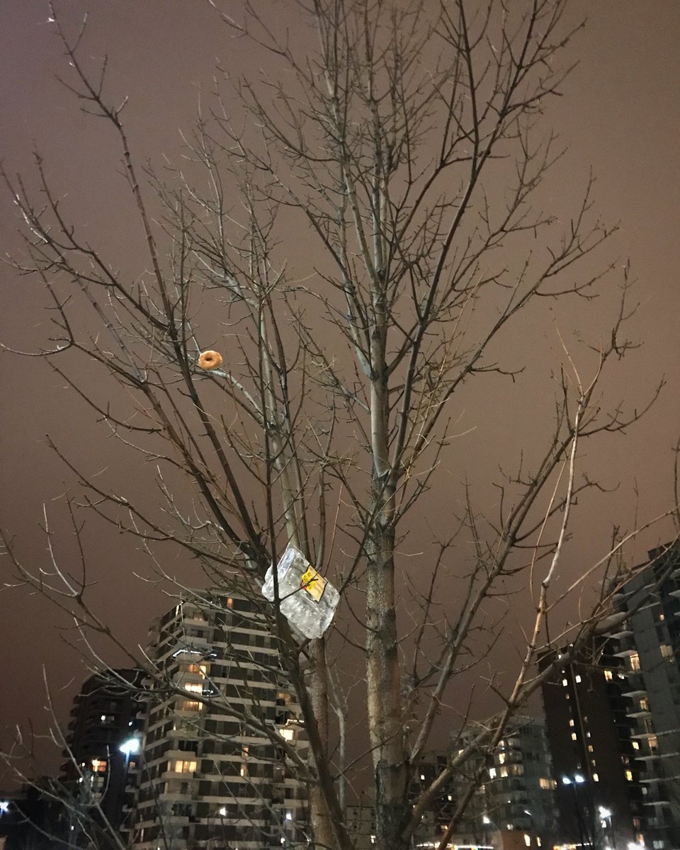 JohnHimpe's tweet photo. Never let anyone tell you donuts don’t grow on trees. Never. #yyc #yycbeltline #yycdowntown #donuttree https://t.co/vubqLEi0HI