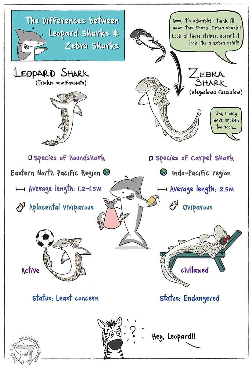 ohdakuwaqa's tweet image. The Differences between Leopard Sharks and Zebra Sharks. goo.gl/7bb5ZW #knowyoursharks #zebrashark #leopardshark #sharkcartoon #lovesharks #OhDakuwaqa