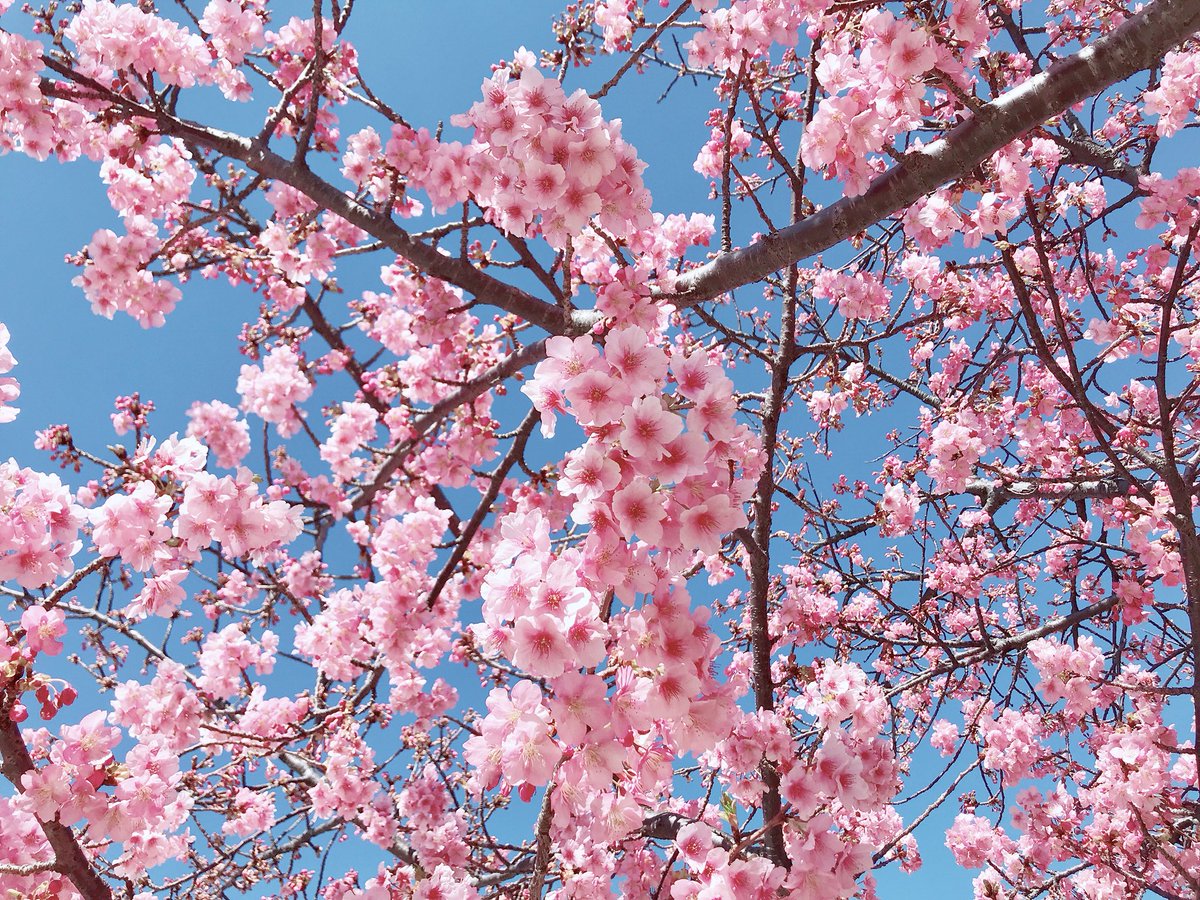 otackgu's tweet photo. 시즈오카 시미즈역에는 벚꽃이 벌써 피었다🌸 말도 안됨.. https://t.co/deSxiL1gZd