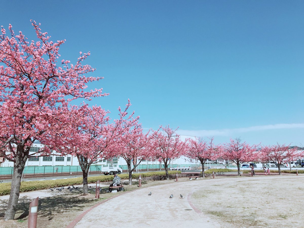 otackgu's tweet photo. 시즈오카 시미즈역에는 벚꽃이 벌써 피었다🌸 말도 안됨.. https://t.co/deSxiL1gZd