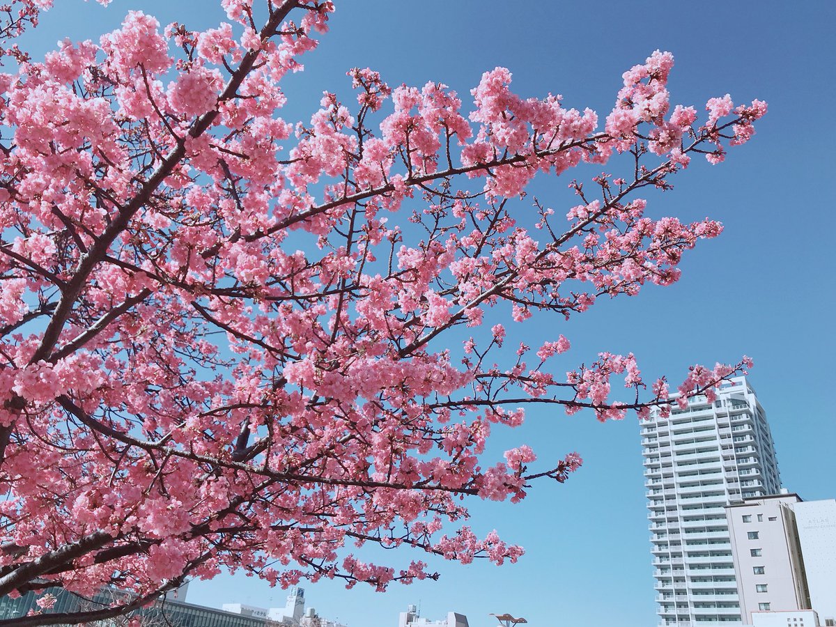 otackgu's tweet photo. 시즈오카 시미즈역에는 벚꽃이 벌써 피었다🌸 말도 안됨.. https://t.co/deSxiL1gZd