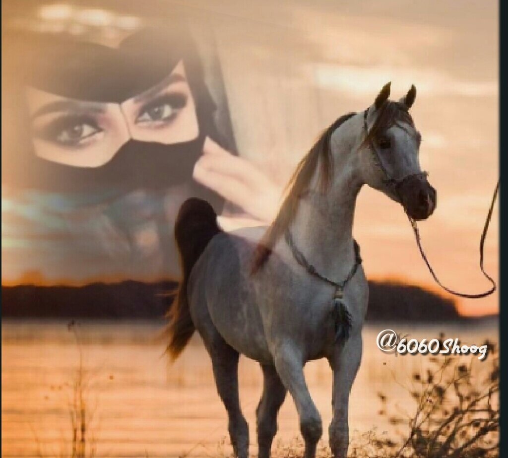 #دامگ_معاي

 الاصيله لاتفكر في زعلها ..
تحفظك لاغبت وتشيل الثقال ،
مهرةً ما تلتفت للي سألها ..
بنت شيخ تتعب عيون الرجال .