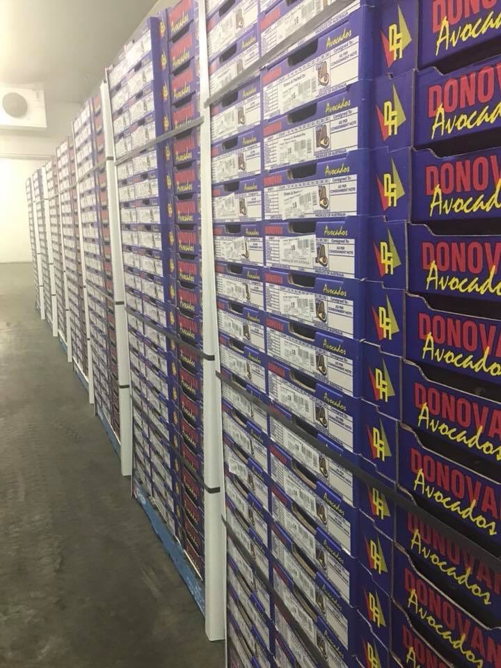 AvolutionFresh's tweet photo. Avocados 🥑 🥑🥑🥑 are at full swing, retail, foodservice and export and everything in between, so good to have the flow from NQ and CQ underway. @GoodFruitandVeg @ABCRural @FruitPortal @FreshPlaza_com @BushReporter @Matt_Fruitnet https://t.co/7kD7QbF5uN