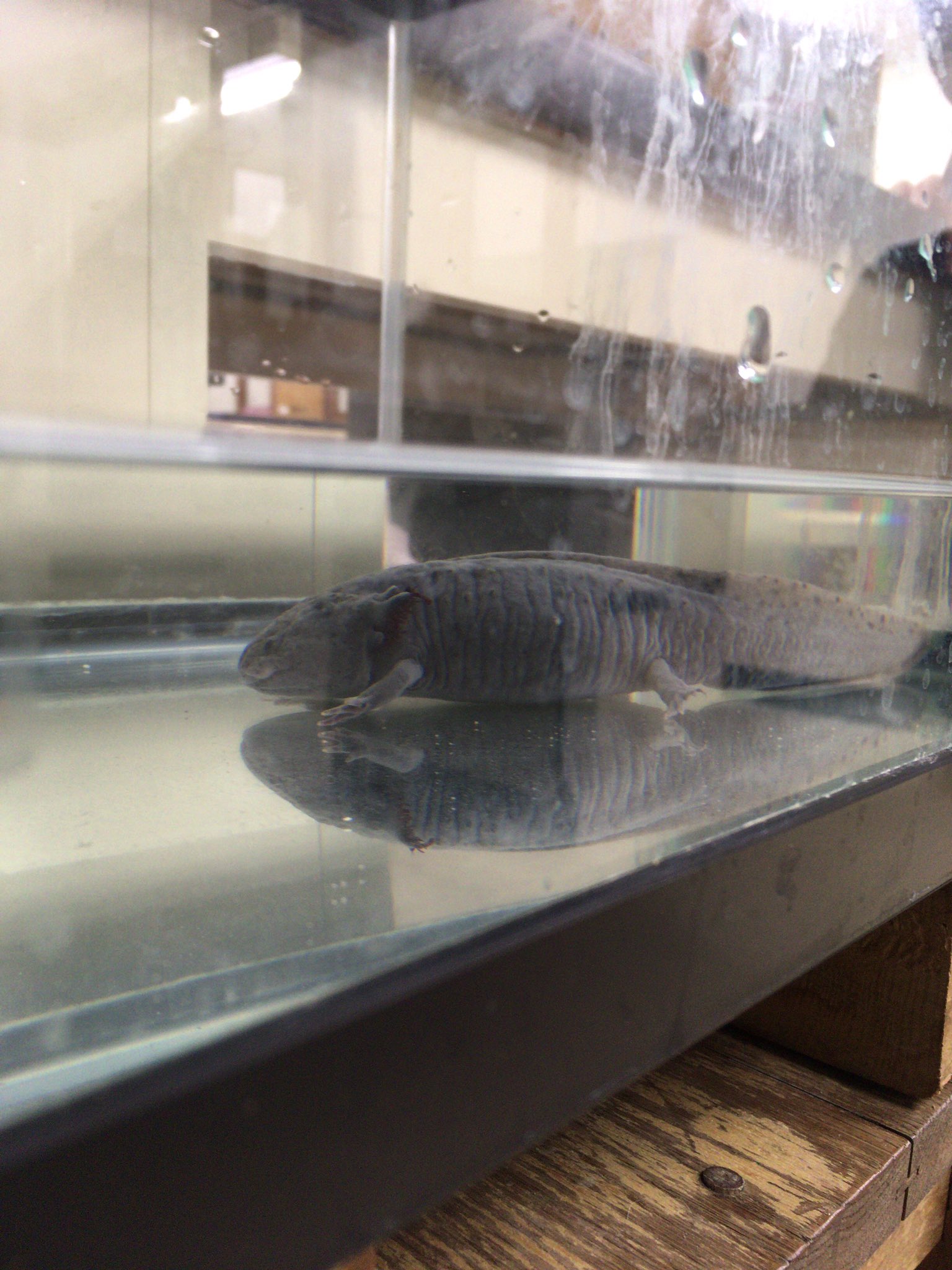 都立府中東高校 生物部 垢移行しました 久しぶりのウーパールーパー 今変態をさせるために水位を低くしてます 無事に変態出来るといいなー T Co Qnc63qqsdx Twitter