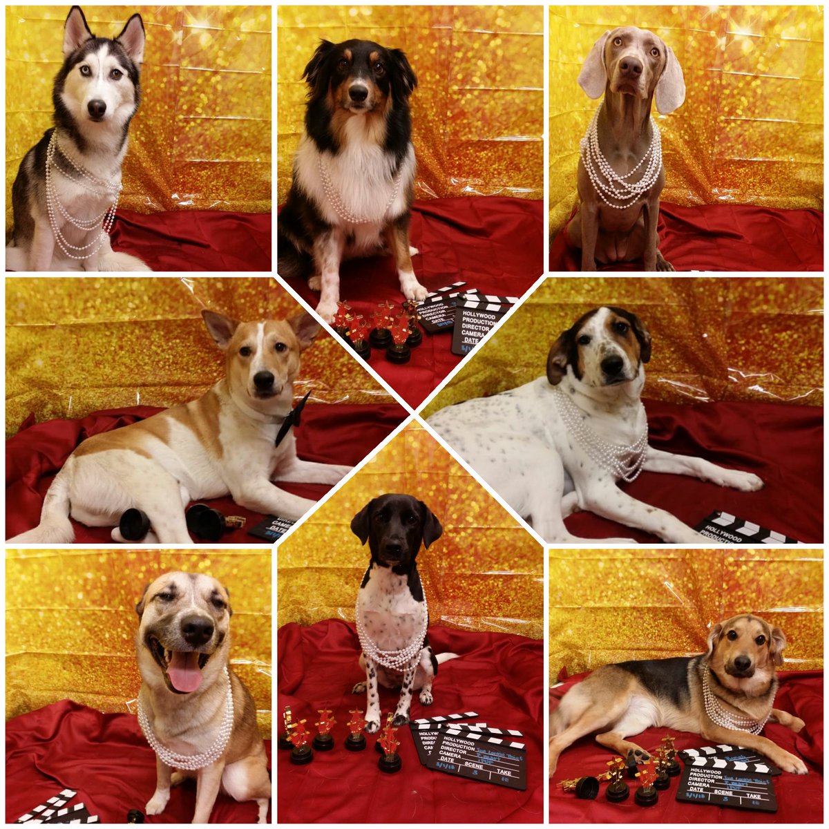 PetsHotel 267 tweet media