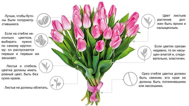 Expert800's tweet photo. Выбираем цветы на 8 марта https://t.co/uKsUxlqwfY