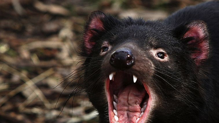 inspiringtasau's tweet image. We've just dropped a bunch of new events on WhySci. Are we missing any? Let us know! FREE promotion for your STEAM event. 
whysci.org.au

#STEM #STEAM #STEMAustralia  #AussieED #citizenscience #TassieScience #Tassie #tasmania