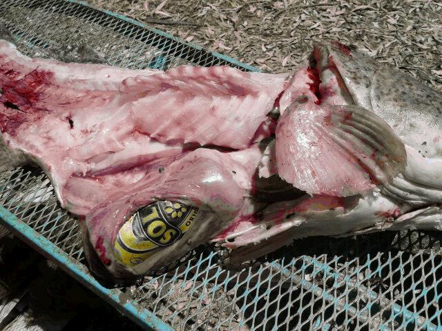 VicFisheries's tweet photo. Fisheries Officers got chatting to an angler recently with a disturbing photo. A legal size Murray cod that had inhaled an empty can! It's a graphic reminder to take rubbish home. To those helping out on Sunday with Clean Up Australia Day, thank you! @CleanUpAust https://t.co/FmvRRc1xqG