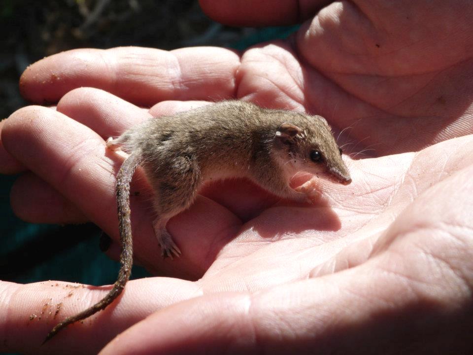 Long Tailed Planigale