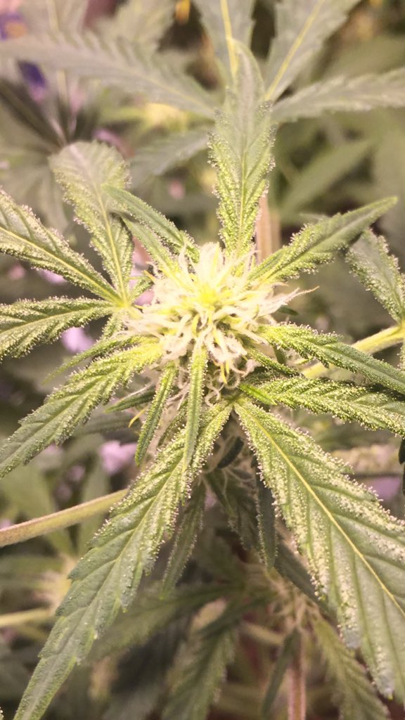 LaboratoriesC's tweet image. Evening checks complete and my Girl Scout cookie from fast buds is about 60 days. Just started second week of flower and already dripping in trichomes!! She’s gonna be a monster!
#cannabis #budporn #autoflowergrower