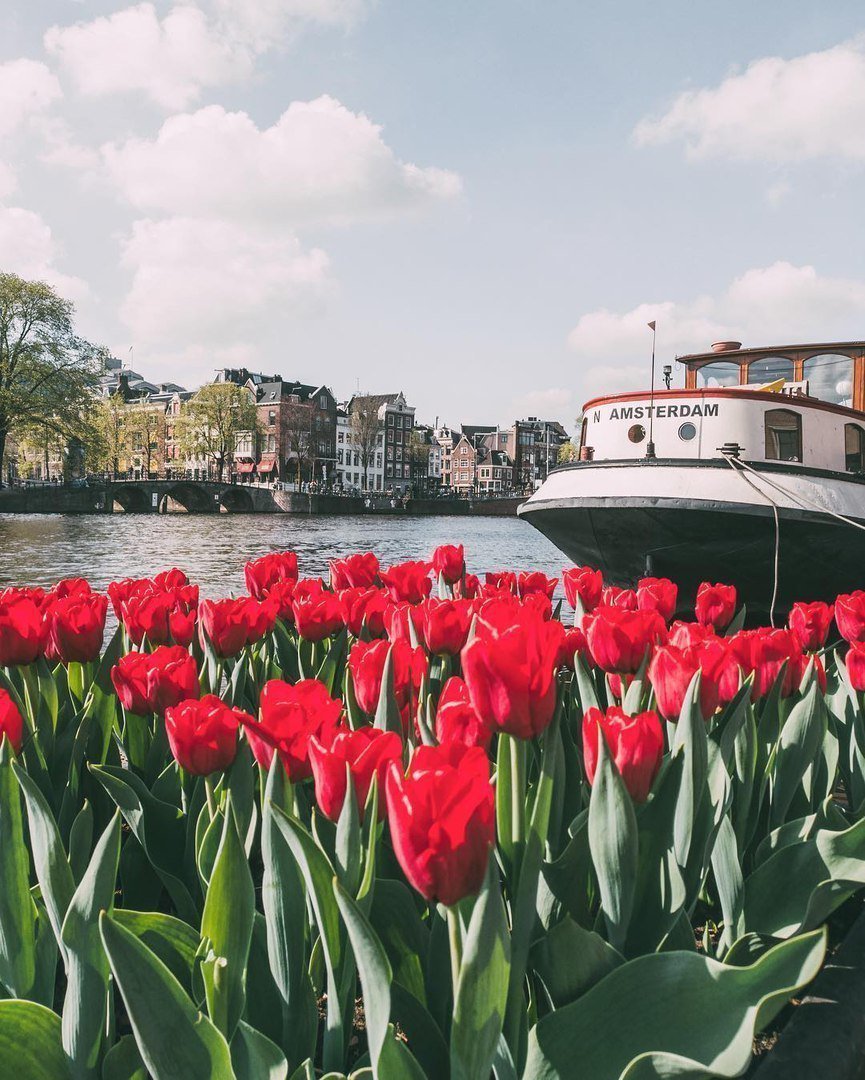 Zakupka Com On Twitter Krasivye Mesta Amsterdam Tyulpany Amsterdam
