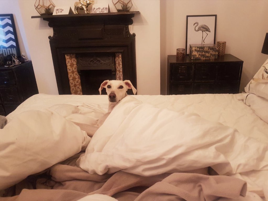 HamiltonChivers's tweet image. Duvet day init