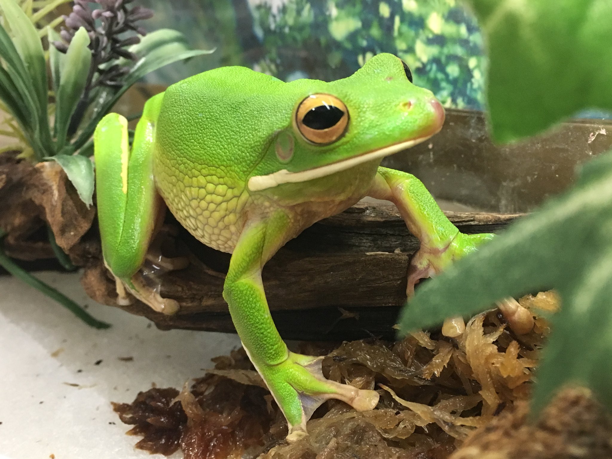 Twitter 上的 アミーゴつかしん店 小動物コーナー クツワアメガエルむっちりしてきました ピンセットからコオロギも食べるように アミーゴつかしん店 クツワアメガエル カエル T Co Gnkbqzo4mm Twitter