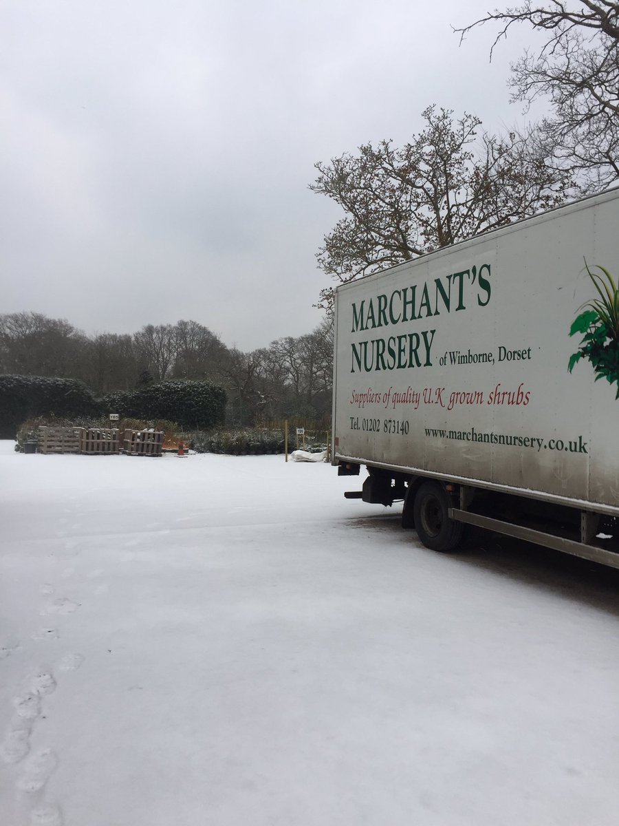 Marchants Nursery tweet media