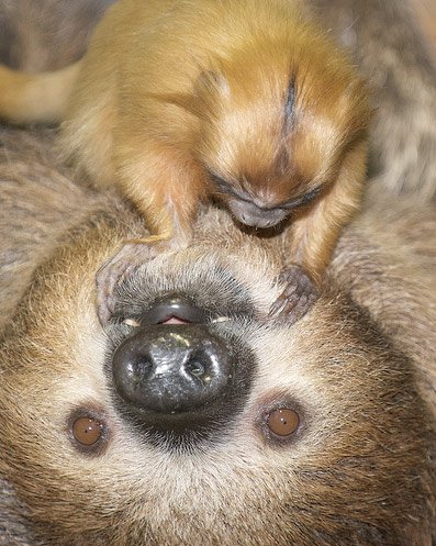 PerkySloth's tweet photo. Should I #trust a #monkey to groom me? 
In fact, should I trust a monkey, full stop? 
@Melton_Marmoset? 
#Friends #FridayFun #Picoftheday #NaturePhotography #cute #sloth https://t.co/gpbvsPseIw