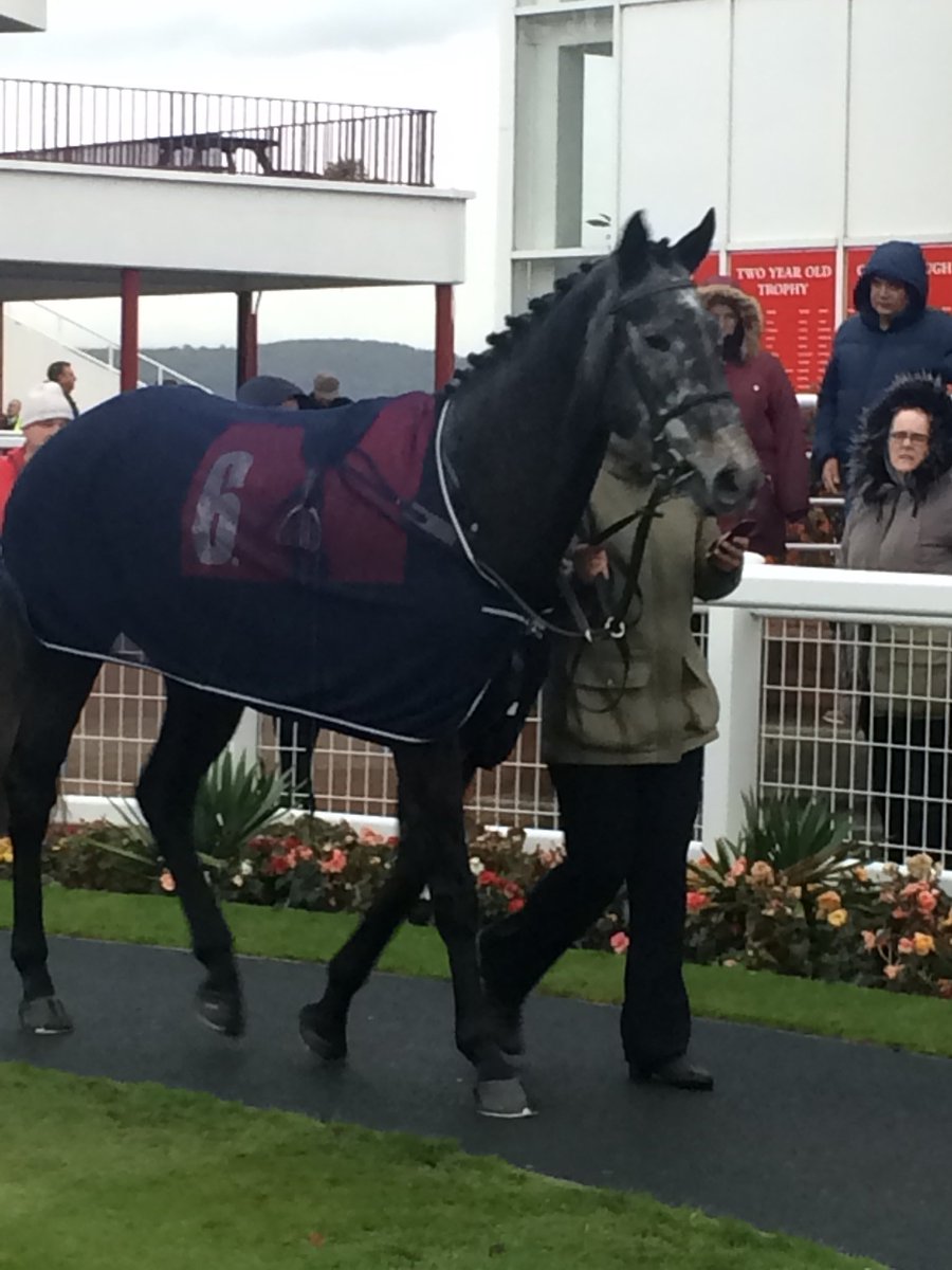 PremierRacing2's tweet photo. Two runners at @NewcastleRaces “Jumper’s Bumpers” meeting tomorrow for @RebeccaEMenzies. Captain Mowbray will be partnered by Nathan Moscrop and Pantomime will have Aaron Anderson on board. Good luck to all of our owners. #gingerprince #princesspanto #letskeepracing https://t.co/CAsU9uqYsV