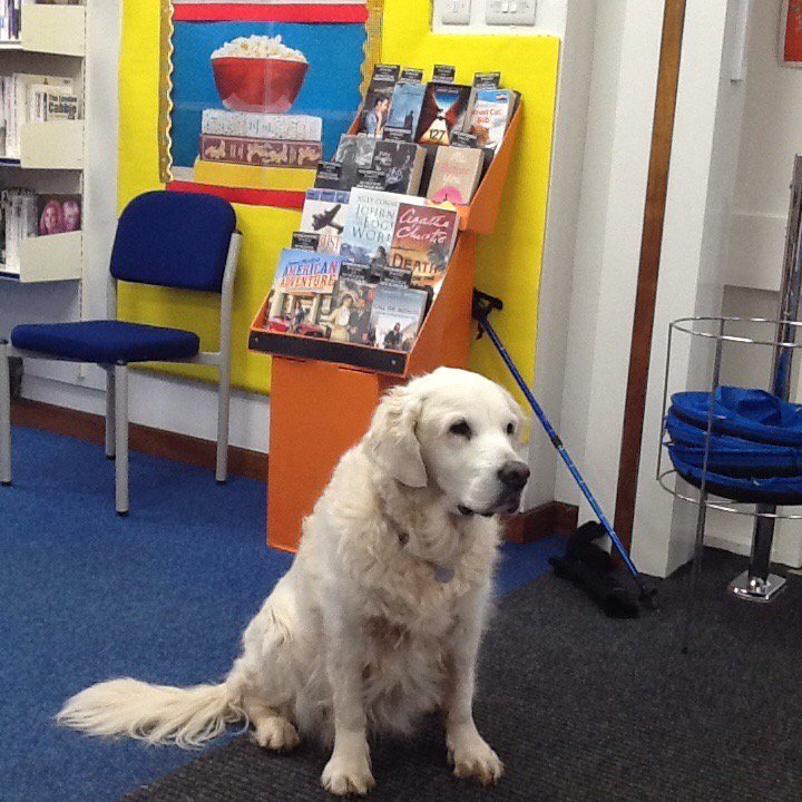 leicslibraries's tweet photo. Poppy, our very special Shepshed library user, making one of her regular visits. All assistance dogs will find a warm welcome at any of our libraries! #dogsinlibraries #shepshedlibrary https://t.co/QQICYbyoVQ https://t.co/AyPAe93iw2