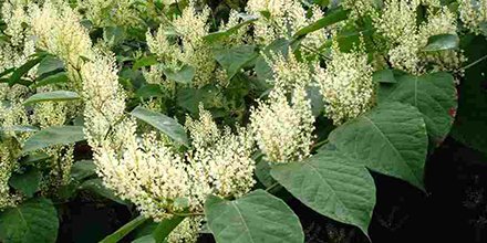 Heeft u te kampen met de Japanse Duizendknoop? 4 Tips om deze woekerplant te bestrijden: bit.ly/2oKiRBu #allgroenbv #allgroen #onkruid #plant #hovenier #hoveniersbedrijf