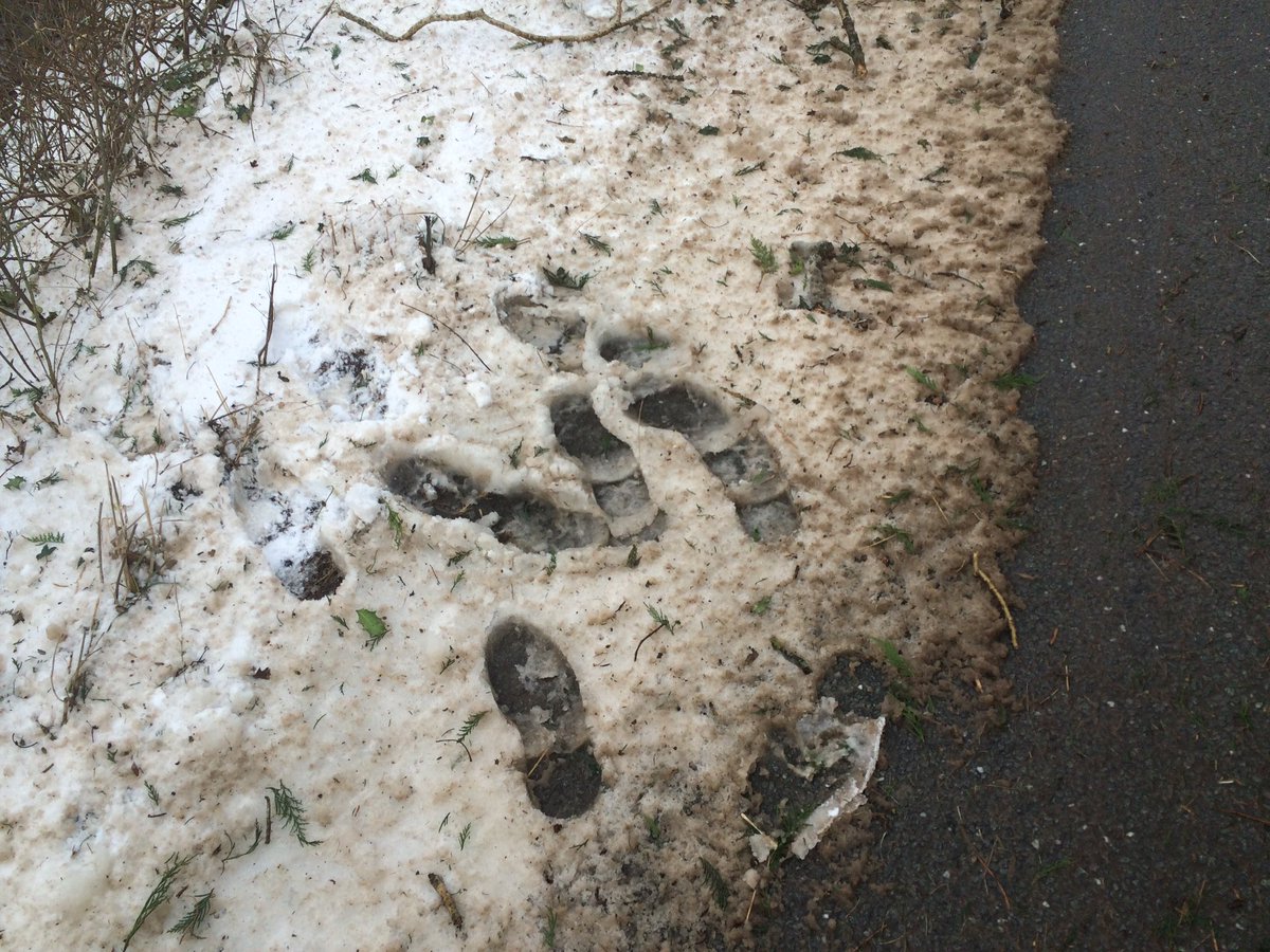 C_Dearden's tweet image. The road from Caernarfon to Rhyd Ddu is passable, though a few trees blown down onto it and a few drifts in places.  The snow is a bit like what you get if mashed potato meets gravy 😖 #walessnow #walesslush