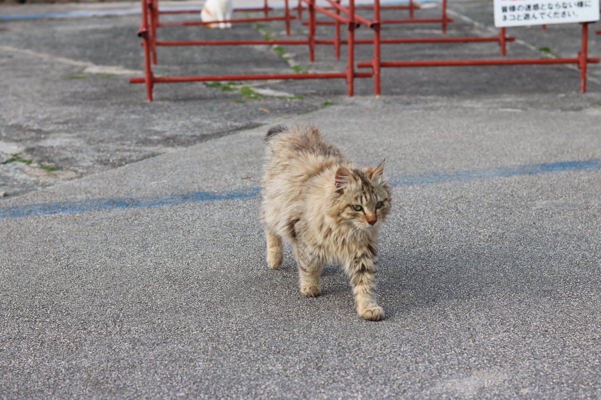 猫の島 青島 Op Twitter かわいいモフモフ猫です 名前はまだないようです 男の子か女の子かは まだわかりません モフモフ猫は男女の区別がつくのに時間がかかります ブログをご覧になって下さい T Co Skqwvhjdxg 猫の島 青島 Op Twitter かわいいモフモフ猫です 名前はまだないようです 男の子か女の子かは まだわかりません モフモフ猫は男女の区別がつくのに時間がかかります ブログをご覧になって下さい T Co Skqwvhjdxg
