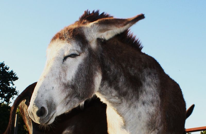 FynbosEstate's tweet photo. I love absolutely everything about our donkeys: their smell, the riffly ruffly sounds they make, the way their ears express their emotions. Here are some favourite donkey pics of Bella Talulah and Rupert. #donkeys #farmwithsoul #westerncapeaccommodation #countryaccommodation https://t.co/GQ8m7pq0LK