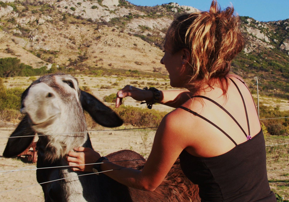 FynbosEstate's tweet photo. I love absolutely everything about our donkeys: their smell, the riffly ruffly sounds they make, the way their ears express their emotions. Here are some favourite donkey pics of Bella Talulah and Rupert. #donkeys #farmwithsoul #westerncapeaccommodation #countryaccommodation https://t.co/GQ8m7pq0LK