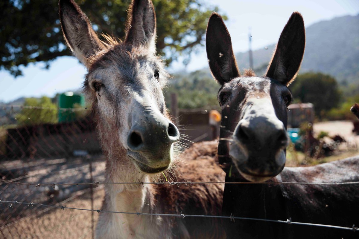 FynbosEstate's tweet photo. I love absolutely everything about our donkeys: their smell, the riffly ruffly sounds they make, the way their ears express their emotions. Here are some favourite donkey pics of Bella Talulah and Rupert. #donkeys #farmwithsoul #westerncapeaccommodation #countryaccommodation https://t.co/GQ8m7pq0LK