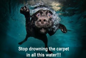 citrusolution89's tweet image. Latest blog post:IS PROFESSIONAL CARPET CLEANING SAFE FOR MY PETS AND CHILDREN? dlvr.it/QJQ0Dg