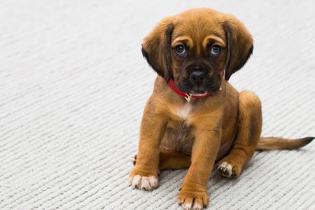 citrusolution89's tweet image. Latest blog post:IS MY DOG ALLERGIC TO MY CARPET? dlvr.it/QJQ0FL