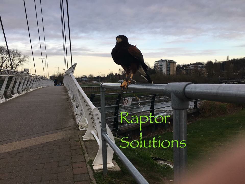 RaptorSolution2's tweet photo. Raptor Solutions Environmental Services based in Suffolk covering east anglia in the control &amp; removal of seagulls, rooks &amp; pigeons using trained birds of prey also nest removal  services #PestControl#bird-control   @RaptorSolution2 https://t.co/XrxmP4rWAC