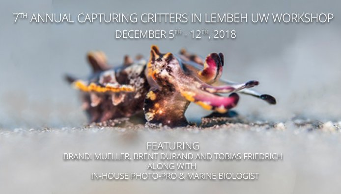 critterslembeh's tweet photo. Join us in December 2018 for our annual Capturing Critters in Lembeh Workshop with Pro
check here more info :
https://t.co/I4LfO2CwP0

#UnderwaterPhotography #UnderwaterShootout #CapturingCrittersInLembeh #LembehWorkshop #MacroPhotography #PhotographyWorkshop https://t.co/pS6XkPw7sf