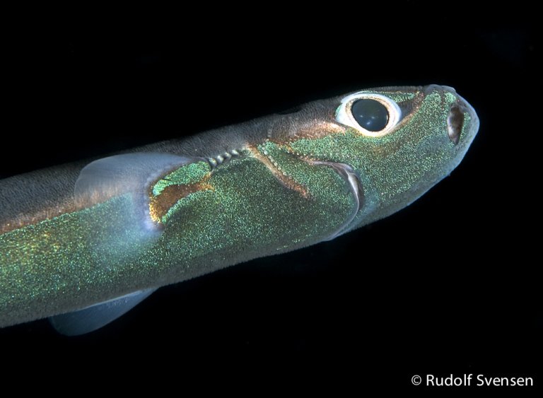 OceanicPhotos's tweet photo. A beautiful and small velvet belly lantershark (Etmopterus spinax). 
Thanks to some special organs, the photophores. With them they can produce light!!
So this friday you have to glow as a lanternshark! 
#UnderwaterPhoto #Science #FridayFeeling #Biology #OurOcean #Shark https://t.co/o28LYmOwW2