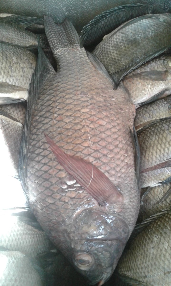 Linda Lefi This Is Tilapia Not Nile Perch Spot The Difference Between Tilapia And Nile Perch On Earlier Tweet Retail And Wholesale T Co 3nkpoxdbva