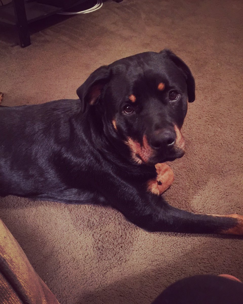 VictoriaTomas15's tweet photo. @siggyflicker He's so stinken cute!!!❤️Here is our Raleigh and sweet as pie😇 https://t.co/S5qLmRTRyF
