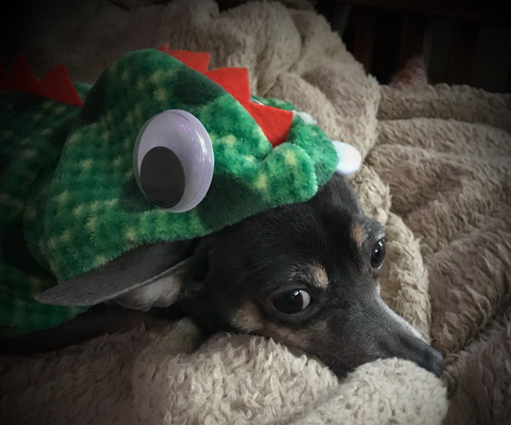 sarahanunn's tweet photo. 2:01 a.m.
Shyla Mae is all snug in her monster pjs.
🐶💤
#WhyAmIStillAwake #FridayFeeling #dogsomnia #LoudSnoringDogsOfTwitter #rescuedog #seniordog #DogsOfTwitter #DogLover #Chihuahua https://t.co/oia2J3greq