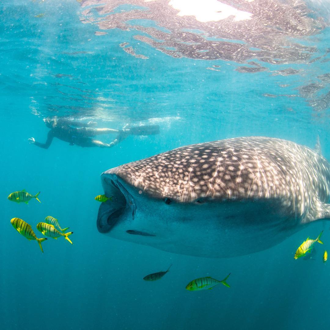 WestAustralia's tweet photo. How would you like to swim with these gentle giants like alexkyddphoto/IG? 🐋 Now's your chance - whale shark season starts this month!  https://t.co/Tyzoh1XBq8 https://t.co/oyjQJRqizn