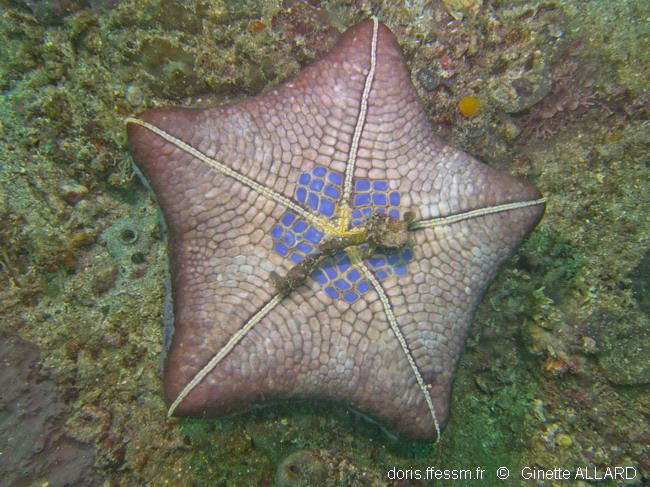 DORIS_ffessm's tweet photo. Une nouvelle #étoile de mer indopacifique a dorénavant sa fiche sur https://t.co/NV5zm7bRww : l'étoile-coussin régulier (ou mosaic cushion seastar)
in : DORIS, 02/03/2018 : Halityle regularis Fisher, 1913, https://t.co/T5DaXSMSt8
#Echinodermes #Asteroidea #IndoPacifique https://t.co/tHF0otUyjb