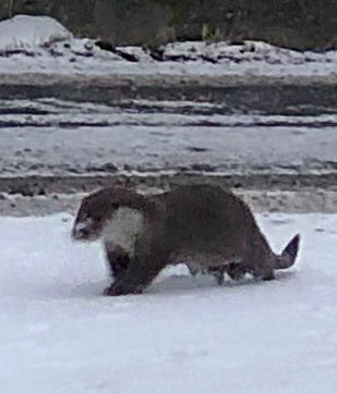 Oh I’m such an excited bear! Look what’s on my drive! She lives here but it’s always a treat to see her! 😍🐾🐾