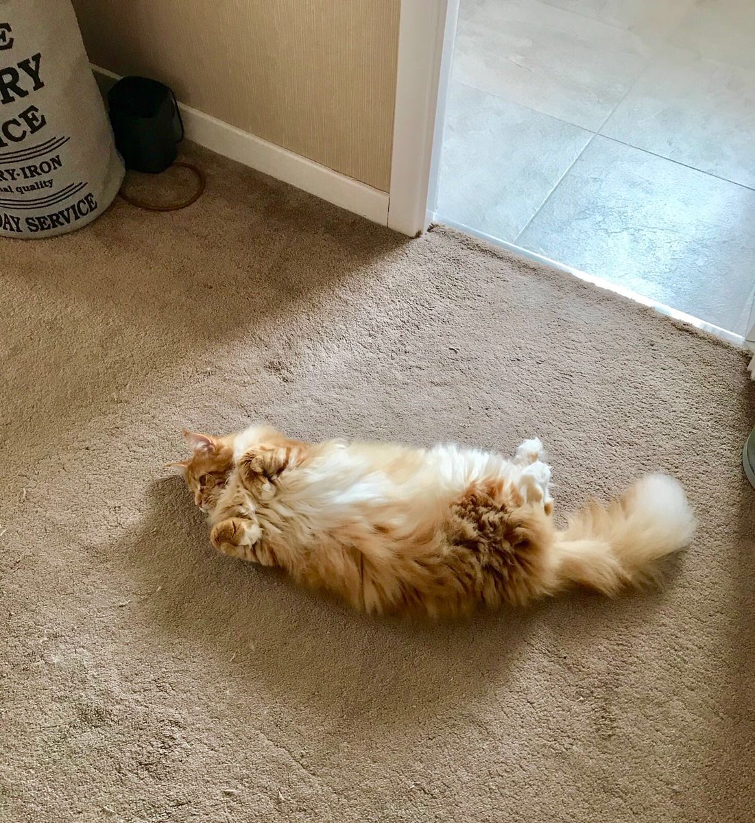 A rare occurrence today - Buddy usually flips over the second you try to capture him in this pose but not today! Isn’t he an absolute floof machine?? Happy #jellybellyfriday everyone! 😸😸🦁🦁