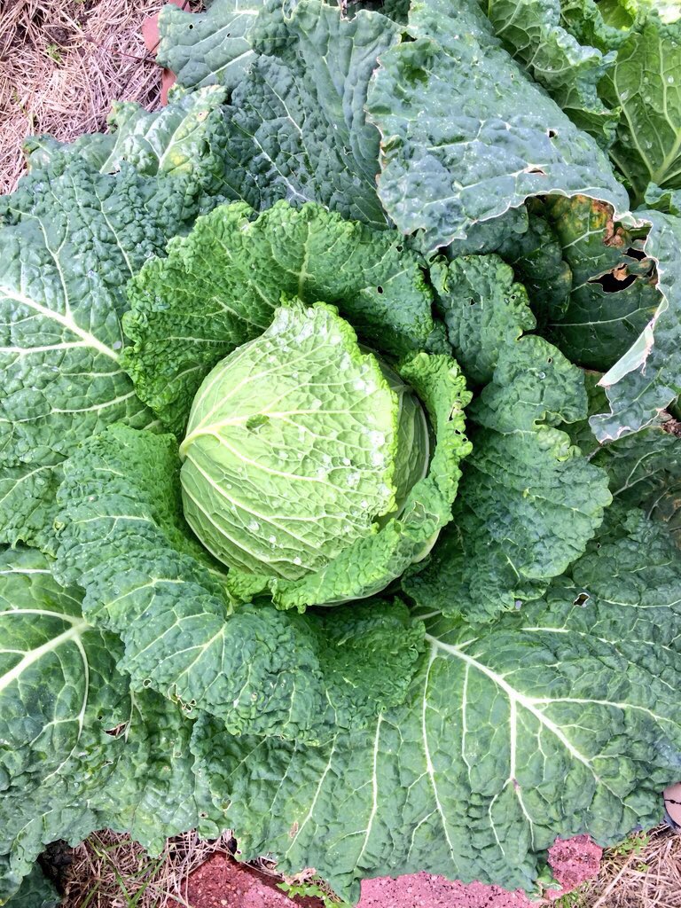 culinarykellie's tweet image. L👀king forward to what’s a-head this Saturday...#DigItDay @GLECPVA 🥕It’s our community garden day  9:30-11:30 come #DigSchool with us. All are welcome, we have all you need—just bring a dig in attitude💚 @UrbanHarvest @HISDGoGreen