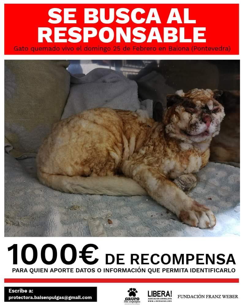 ayudaaanimales2's tweet photo. Hay que encontrar al/la HP que se lo a hecho RT al máximo! https://t.co/gFwlNeVqzQ