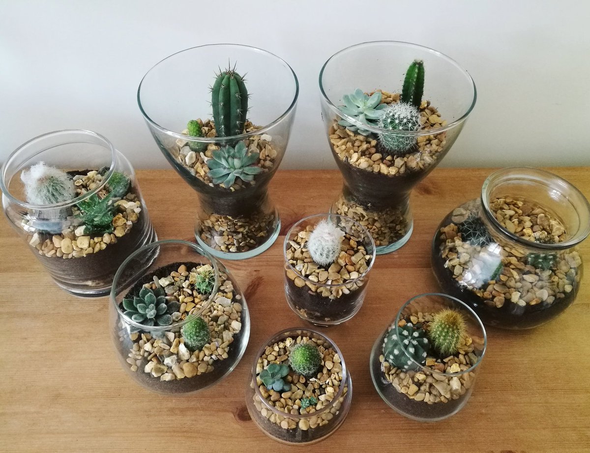 I've been busy making terrariums for the past couple of days! You'll be able to buy all of these in <a href="/Madein_Nottm/">Made in Nottingham</a> very soon 🌱🌵 #sapplants #etsy #terrariums #terrarium #homemade #handmade #madeinnottingham #handmadenottingham #cacti #cactiandsucculents #discoverunder1k