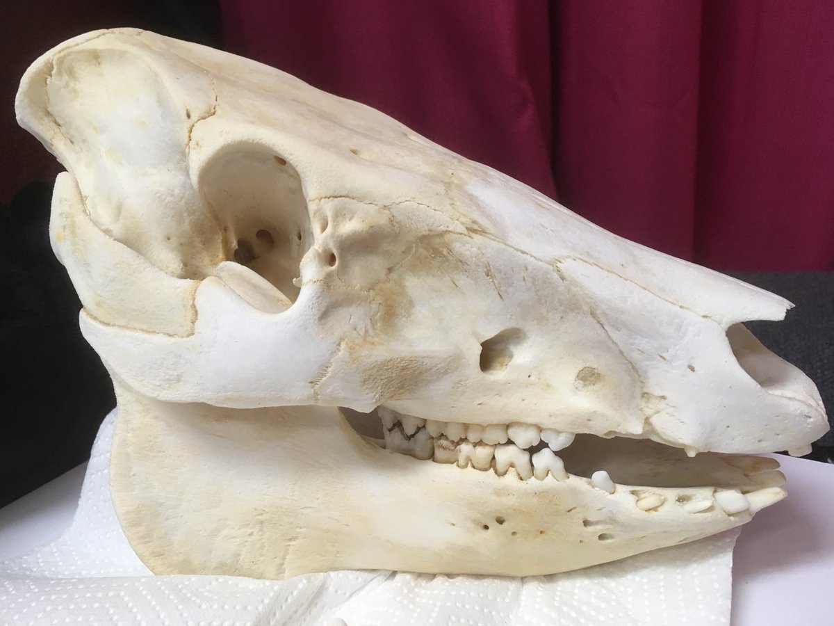 emmamartinart's tweet photo. I never imagined that my painting practice would lead me into adventures in taxidermy! This little guy is still drying out, but I’m pleased with the results and oddly attached. Time to literally go back to the drawing board. #taxidermy #pigskull #boneprocessing #painterslife https://t.co/5eLTrTTHuw