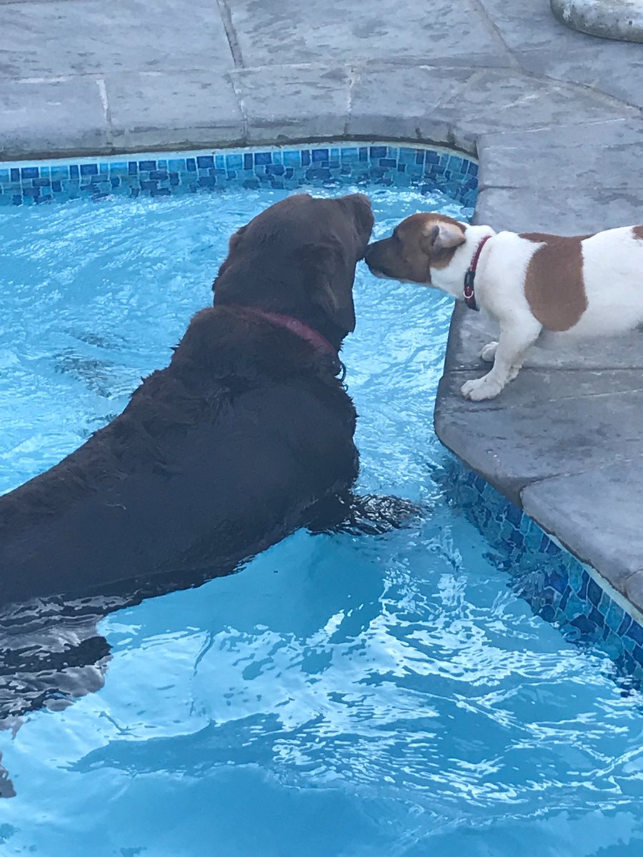 Pawsnclaws4819's tweet photo. Pure Love 💕.Want to know more about how we can care for your pets at home while you are away.info@pawsnclaws.me or https://t.co/IPGKX9muiC https://t.co/xraDdAcPfc