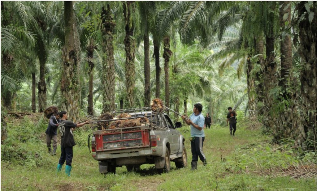 journagrants's tweet photo. Everyone wants sustainably produced #palmoil, but few want to pay for it. Supported by @journagrants, the latest multimedia doc by @SPIEGEL_English's #ExpeditionTomorrow tells stories of greed, avarice - and hope. https://t.co/wKGmCW3mOP https://t.co/Ppp4hSz5OH