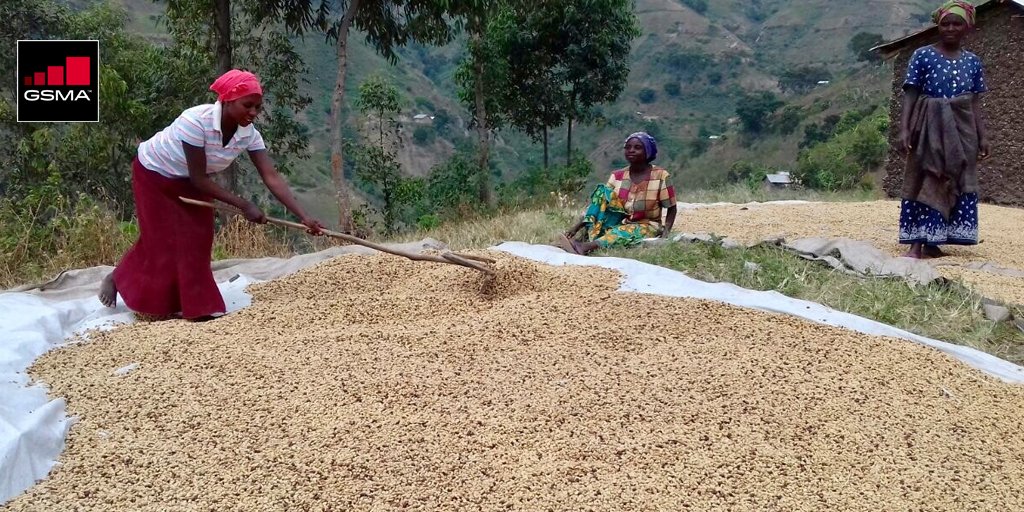 Our new #mAgri blog explains how tech provider <a href="/field_buzz/">Field Buzz</a> and agribusiness Ibero are increasing efficiencies in the coffee supply chain through #digital tools: goo.gl/tnyFSX