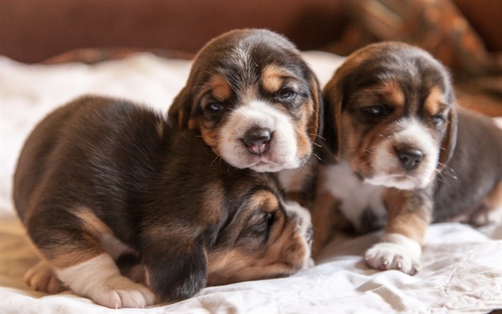 Takeru Shashino A Twitter ビーグル にあります 少子犬 かわいい動物たち 犬種 ビーグル犬と暮らし T Co Lhenr0oaww動物 ビーグル にあります 少子犬 かわいい動物たち 犬種