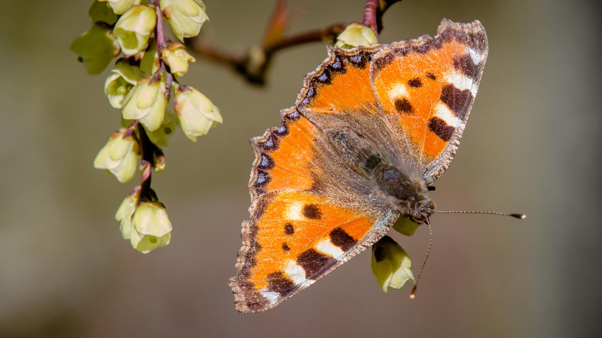 E_van_den_Ham's tweet photo. Op de grond en erboven zijn er de eerstelingen van de #Lente.
Bijtanken op de vroege bloeiers.
#Siertuin #Gooilust @vlinderNL https://t.co/v9aMVQUoPb
