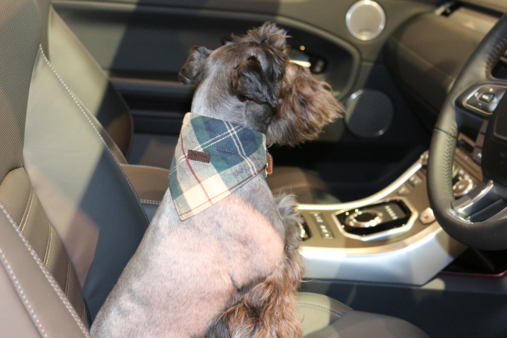 barbour tartan dog bandana